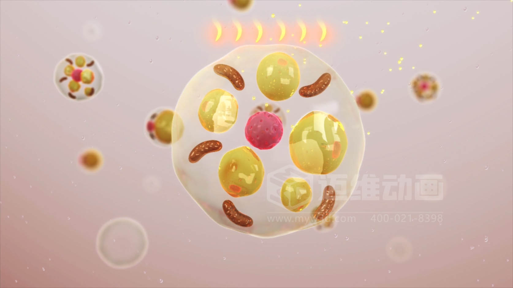 脂肪细胞医学展示三维动画行业解决方案(图2) 脂肪细胞医学展示三维动画行业解决方案(图2)